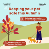 Autumn Walk Dangers 01