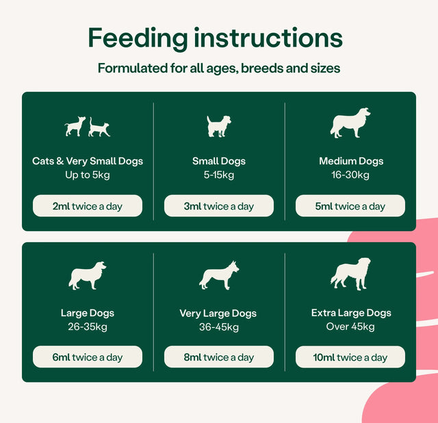 Feeding instructions for dogs of different sizes on a green background3