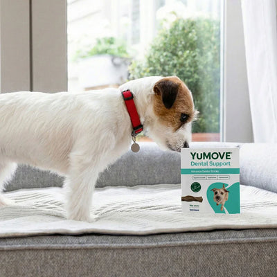 Dog standing on a couch next to a box of YUMOVE Dental Support treats. 2