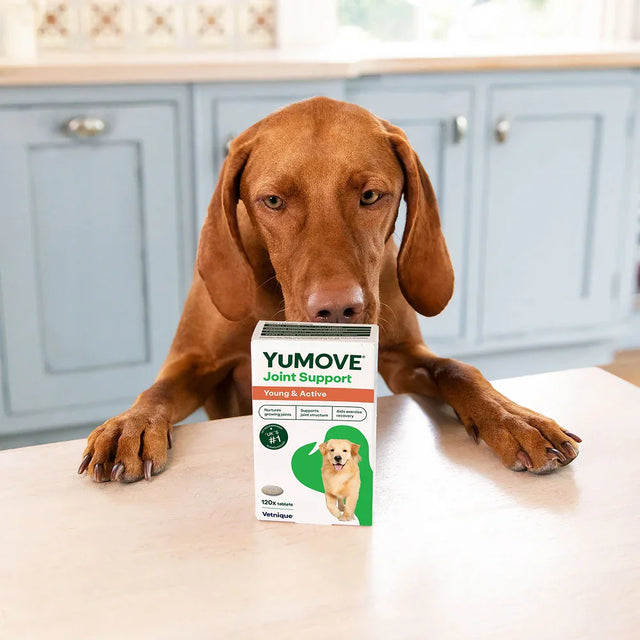 Dog sitting next to a box of YUMOVE Joint Support on a kitchen counter.2